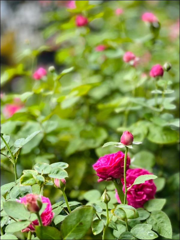 Choáng ngợp với biệt thự gần gũi thiên nhiên của bạn thân Tăng Thanh Hà - 2