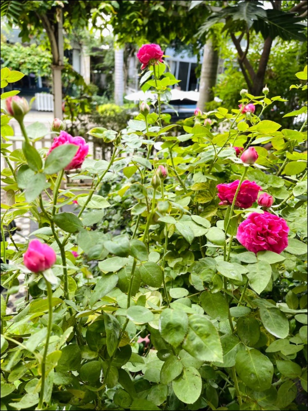 Choáng ngợp với biệt thự gần gũi thiên nhiên của bạn thân Tăng Thanh Hà - 3