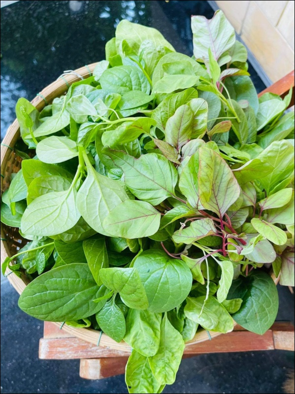 Nhờ kinh nghiệm nhiều năm làm vườn, Thân Thúy
Hà luôn đảm bảo bữa ăn gia đình có đủ rau sạch dù mỗi loại cô chỉ
trồng một ít. Thậm chí có nhiều đợt thu hoạch được rất nhiều rau cô
còn gửi tặng bạn bè và người thân cùng dùng.