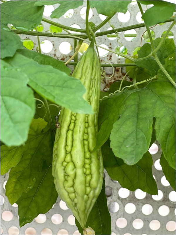 Choáng ngợp với biệt thự gần gũi thiên nhiên của bạn thân Tăng Thanh Hà - 5