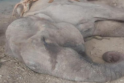 Tin tức trong ngày - 1 con voi chết nghi do đánh nhau