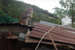 Tin tức trong ngày - Đàn khỉ khoảng 200 con tràn xuống phá nhà dân