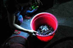 Kinh doanh - Những nghề "quái gở" có ở Việt Nam