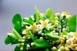 Thị trường - Tiêu dùng - Loài hoa “hương đồng gió nội” nở sau rằm tháng giêng, giá nửa triệu/kg vẫn đc săn lùng