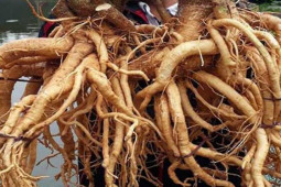 Thị trường - Tiêu dùng - Thứ ví như "nhân sâm của người nghèo" ở Việt Nam, giá bán tiền triệu/củ