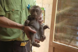 Tin tức trong ngày - Con khỉ tinh khôn chạy vào nhà dân ở Gò Vấp “kêu cứu”