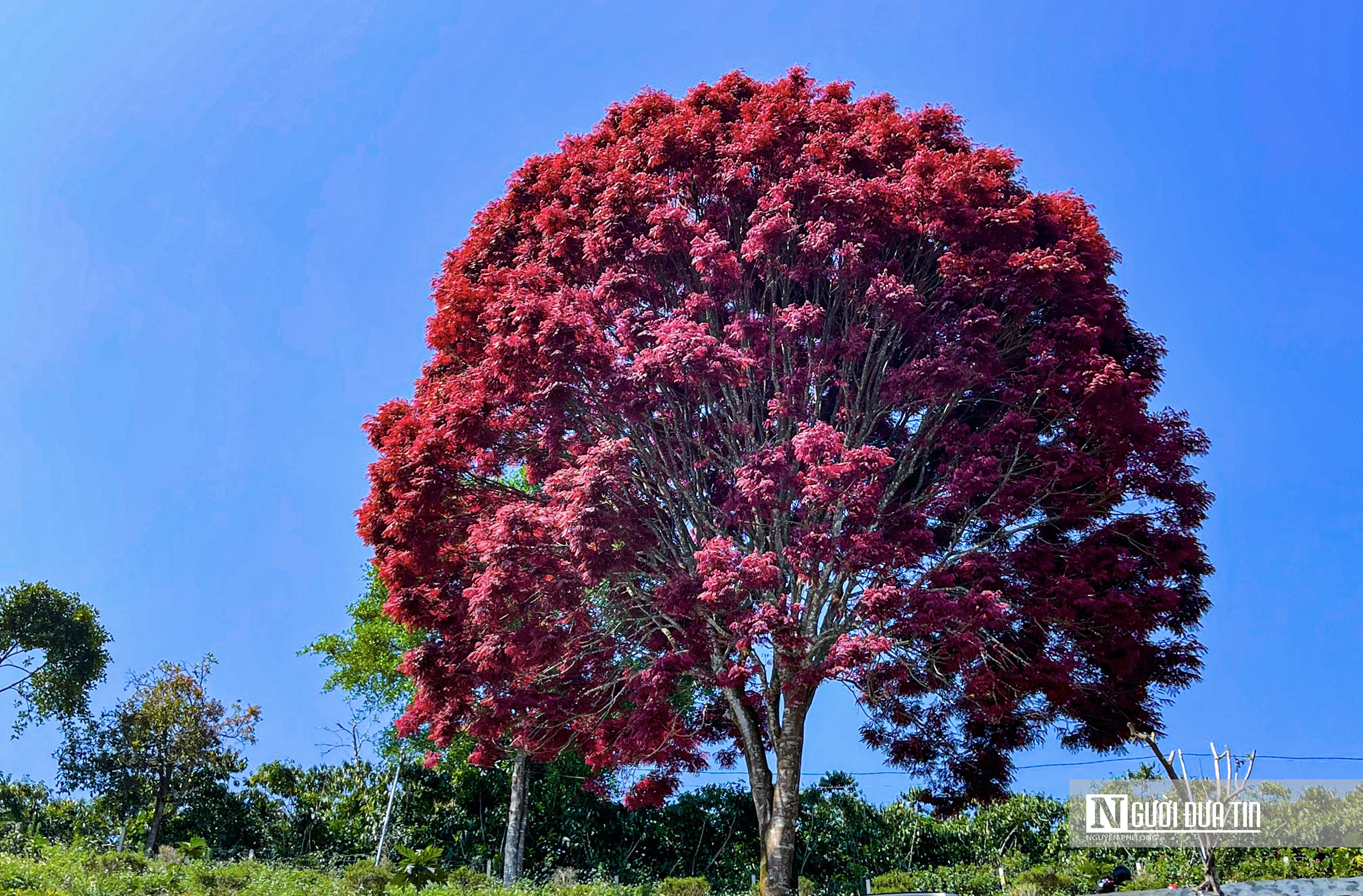 Theo người dân địa phương, cây trâm lá đỏ được mọc riêng lẻ trên đồi cao, cuối tháng 12 âm lịch hằng năm cây đổ lá, thay vào đó một màu lá đỏ huyết, màu sắc của lá tồn tại 3-4 tháng thì đổi màu.