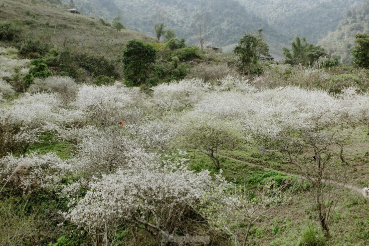 Mùa này, một điểm du lịch hấp dẫn cách thành phố Vinh, khoảng 300km về phía Tây đó là Mường Lống (huyện Kỳ Sơn, Nghệ An), nơi nổi tiếng với mùa hoa mận nở trắng đẹp như "thiên đường" thu hút rất nhiều du khách về trải nghiệm, lưu giữ những khoảnh khắc đẹp.