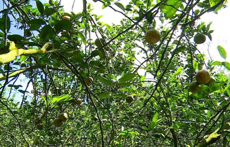 Ghi nhận tại huyện Trà Ôn, hàng ngàn hecta cam sành đang cho trái chín vàng nhưng thương lái chưa đến mua.