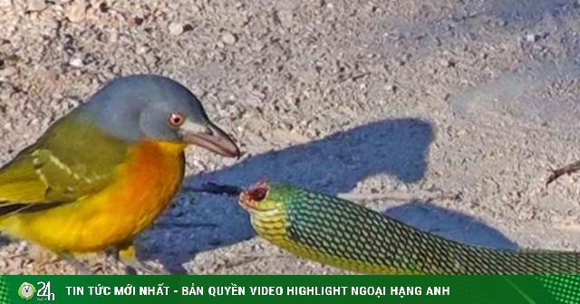 Đụng độ chim hiếu chiến, rắn xanh bị hành hạ thê thảm