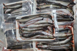 Loại cá đặc sản miền Tây tăng giá “chóng mặt”, dân nuôi tiếc hùi hụi