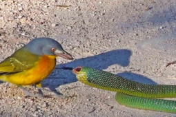 Media - Đụng độ chim hiếu chiến, rắn xanh bị hành hạ thê thảm