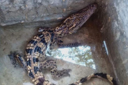 Tin tức trong ngày -  Tin tức 24h qua: Đụng trúng cá sấu khi đi thả lưới bắt cá