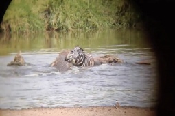 Phi thường - kỳ quặc - Video: Bị cá sấu ngoạm chân, ngựa vằn có màn "lật ngược thế cờ" đầy ngoạn mục