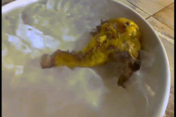 Phi thường - kỳ quặc - Video: Cận cảnh con cá mặt quỷ màu lạ, khiến bao người tò mò