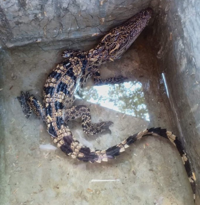 Cá sấu con được người dân bắt được ở huyện Triệu Phong. 