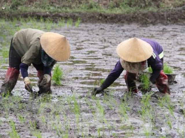Kinh doanh - ''Bán mặt cho đất bán lưng cho trời'' kiếm nửa triệu mỗi ngày
