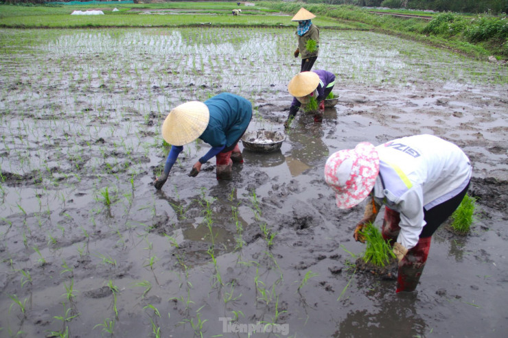 Sau Tết Nguyên đán là lúc nông dân vào vụ lúa Đông Xuân. Người nông dân bắt đầu làm ruộng, cấy lúa.