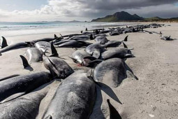 500 con cá voi hoa tiêu mắc cạn ở New Zealand, không ai dám cứu