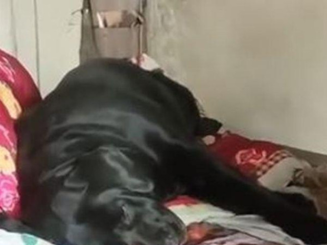 Chú chó không chịu ăn uống, chỉ nằm khóc trên giường của người chủ mới qua đời