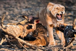 Media - Chó hoang "kéo quân" dàn trận, bao vây, truy sát sư tử