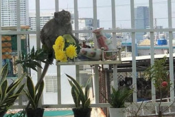 Tin tức trong ngày - Đã bắt được con khỉ "đại náo" khu dân cư ở TPHCM