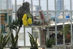 Tin tức trong ngày - Đã bắt được con khỉ "đại náo" khu dân cư ở TPHCM