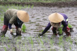 Kinh doanh - ''Bán mặt cho đất bán lưng cho trời'' kiếm nửa triệu mỗi ngày