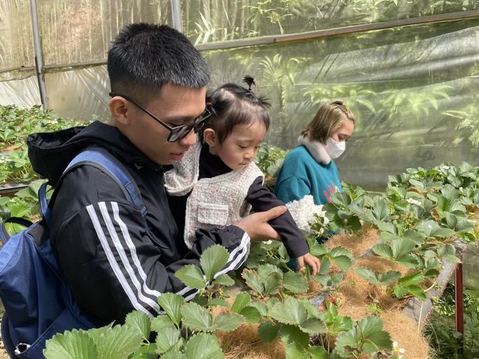 Du khách trải nghiệm hái dâu tại vườn dâu Cô Thảo