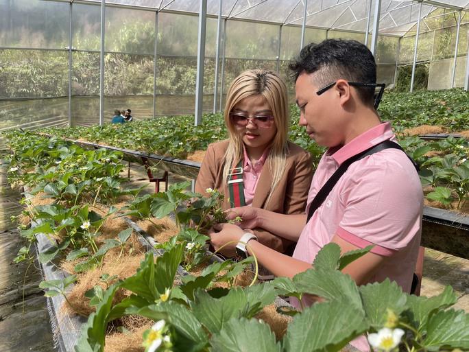 Rất nhiều du khách lựa chọn dâu tây làm quà khi rời Đà Lạt