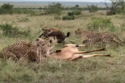 Media - Bị 4 con báo quật ngã, linh dương vẫn thoát chết nhờ con vật "không làm vẫn có ăn"