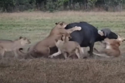 Media - Bị đàn sư tư "đè đầu cưỡi cổ" hạ sát, trâu rừng gào thét, phản kháng trong vô vọng