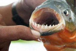 Thị trường - Tiêu dùng - Loài hung dữ như "thủy quái" bị cấm nhập vào Việt Nam