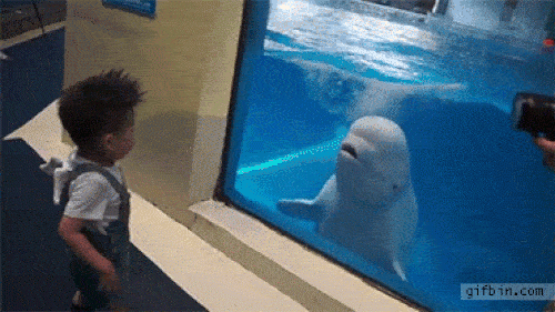 Khoảnh khắc hài hước động vật khiến chúng ta không nhịn nổi cười - 5