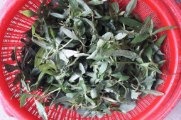 Thị trường - Tiêu dùng - Cây dại trước hái cho lợn ăn nay hóa "mỏ vàng", giá 100.000 đồng/kg dân thành phố săn lùng