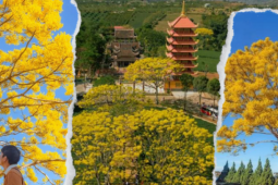 Du lịch - Điểm đến tuần này: Bảo Lộc rực rỡ mùa hoa phượng vàng, khung cảnh đẹp tựa trong tranh