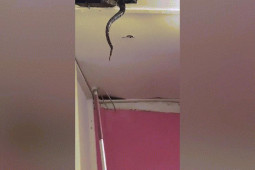 Phi thường - kỳ quặc - Video: Trần nhà bị nứt ngày càng lớn, cô gái lại gần thấy cảnh hãi hùng