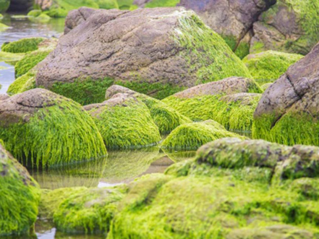 Du lịch - 'Kỳ quan' rêu khiến du khách ngất ngây