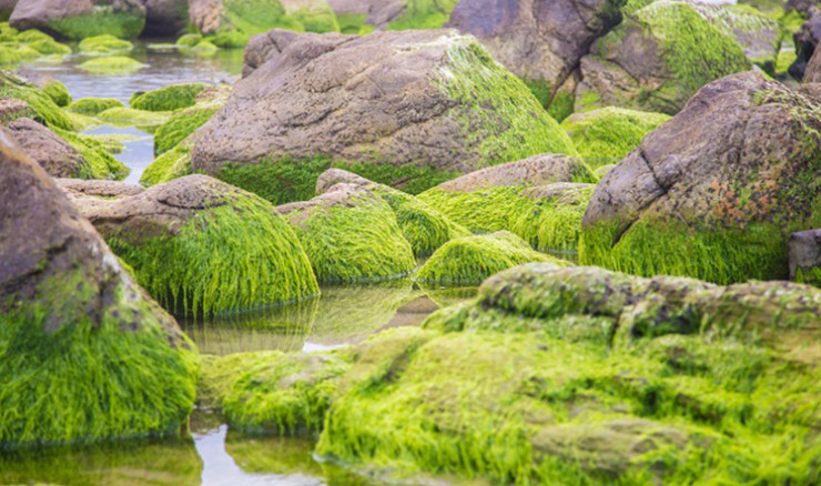 Các phiến đá được bao phủ bởi rêu phong xanh mướt. Ảnh: Chánh Lâm