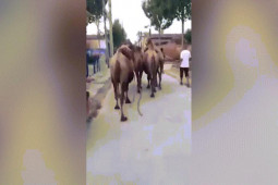 Clip: ”Ngựa sắt” gặp lạc đà và cái kết thốn tận rốn