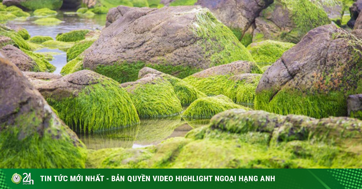 'Kỳ quan' rêu khiến du khách ngất ngây