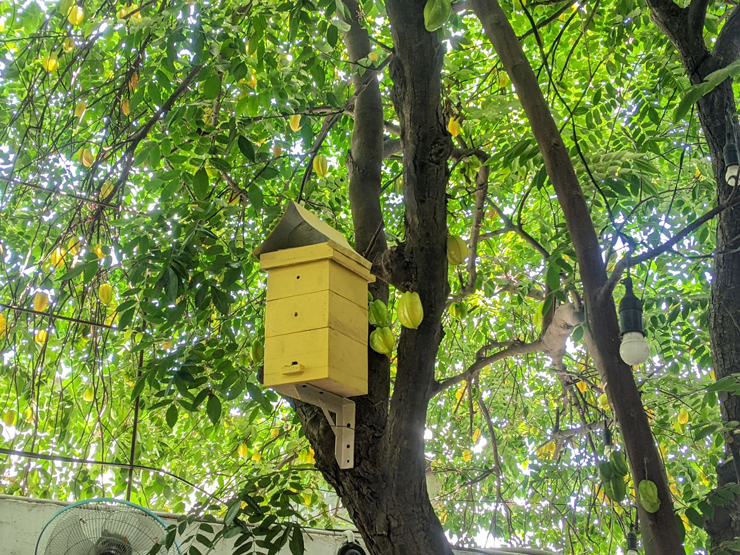 Tổ ong dú thiết kế trên cây, cứ 5-6 tháng có thể thu hoạch mật một lần.