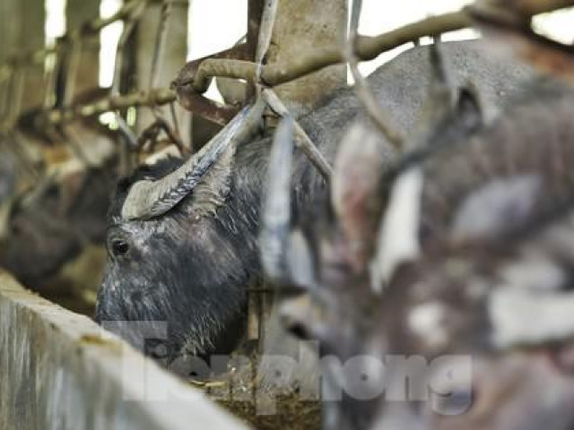 Thị trường - Tiêu dùng - Cận cảnh trang trại nuôi trâu lớn nhất Hà Tĩnh