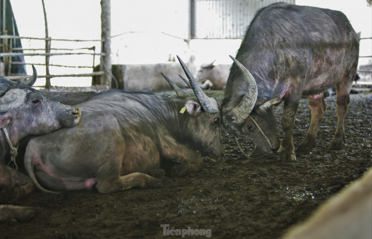 "Mỗi con trâu giống khi mua về đã có trọng lượng khoảng 400kg. Khi về trại sẽ được nuôi vỗ béo 4-5 tháng để đạt trọng lượng 600-650kg sẽ xuất bán”, ông Nguyễn Quang Thông cho hay.