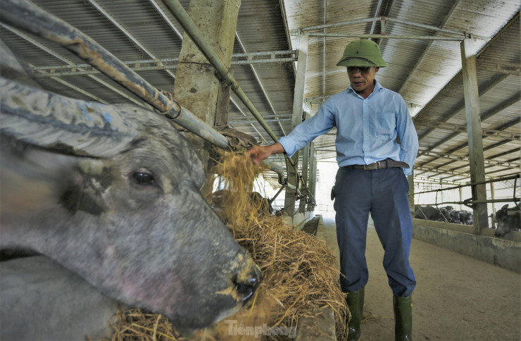 Chủ trại trâu cho biết, đã bỏ gần 20 tỷ đồng để đầu tư vào việc xây dựng chuồng trại và mua con giống, thức ăn. Theo tính toán, nếu thuận lợi, sau mỗi lứa trâu xuất bán, chủ trang trại sẽ thu về tiền tỷ. Tuy nhiên hơn 2 năm đầu tư, do dịch bệnh kéo dài, thị trường giảm sút khiến giá thịt trâu giảm mạnh.