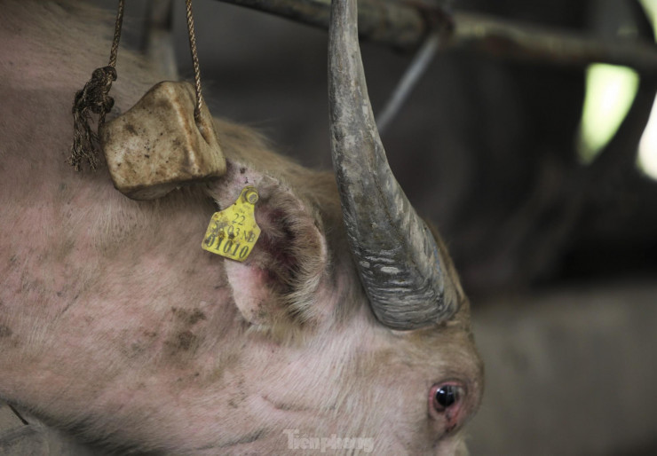 Những con trâu giống từ Thái Lan được gắn thẻ vàng ở tai.