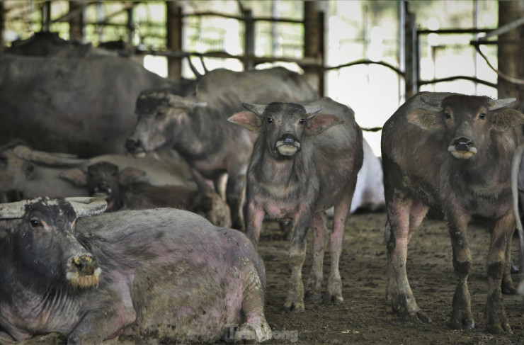 Đàn trâu sinh sản đã cho các lứa mới, giúp tăng trưởng số đàn.