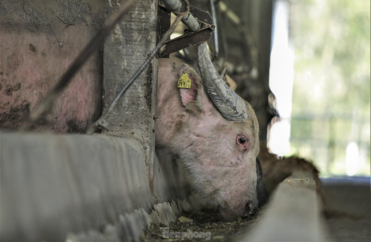 "Chủ trang trại đã bỏ số vốn lớn để đầu tư song hai năm qua, do gặp nhiều khó khăn về dịch bệnh và thị trường khiến giá trâu thịt giảm trong khi thức ăn và giống thì giá khá cao. Tuy nhiên, nếu đảm bảo được sự ổn định giá và tìm kiếm được thị trường, mô hình này sẽ là xu hướng phát triển tốt. Thời gian tới huyện sẽ cùng phối hợp tìm kiếm thị trường và các chính sách phù hợp để mô hình thêm sự phát triển", lãnh đạo UBND huyện Hương Khê bày tỏ.