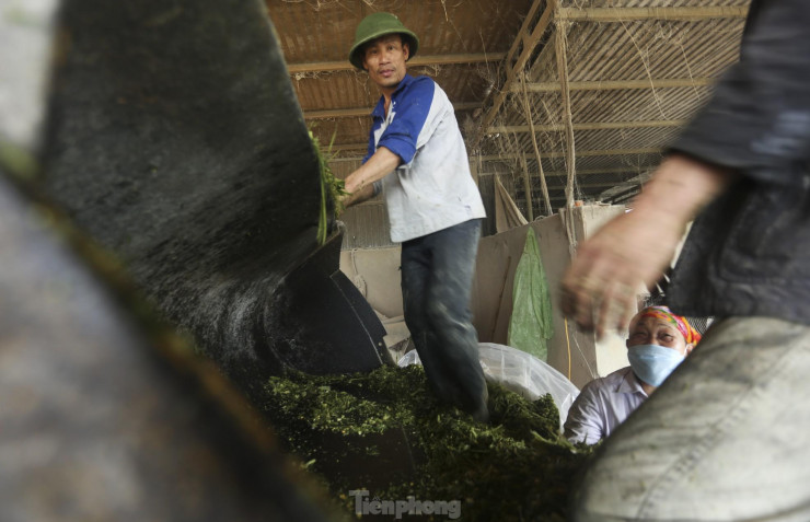 Trang trại của ông Thông còn tạo công ăn việc làm cho gần 10 lao động địa phương, với mức thu nhập mỗi người từ 5-7 triệu đồng/tháng. Lãnh đạo UBND huyện Hương Khê cho biết, mô hình trang trại nuôi trâu của ông Nguyễn Quang Thông là mô hình tiêu biểu, lớn nhất tỉnh Hà Tĩnh hiện nay.