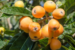 Ẩm thực - 3 loại trái cây nên ăn thường xuyên, giúp giảm axit uric, chống mất ngủ